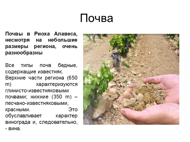 Почва Почвы в Риоха Алавеса, несмотря на небольшие размеры региона, очень разнообразны  Все